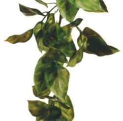 Amapallo S Plastväxt Exoterra