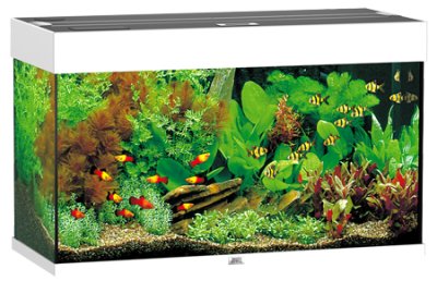 Juwel Akvarium Led Rio 125 Hvit 81X36X50Cm 125L